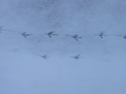 traces of a bird in the snow