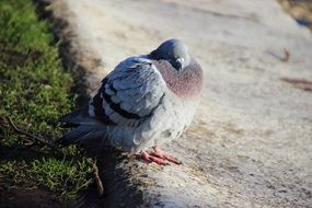 Dove bird on road