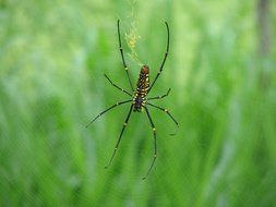 spider on a web on a background of blurred green grass