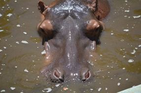 Hippo Salvador Bahia Zoo