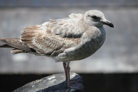 Seagull on the stone