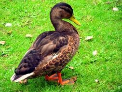 wild duck on bright green grass close-up