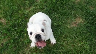 attractive English Bulldog