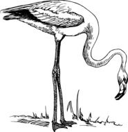 Flamingo, black and white illustration
