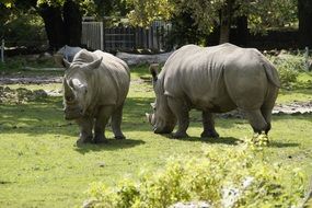 grazing rhinoceros