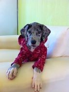 Great Danes in a coat on the sofa