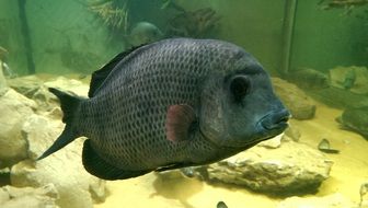Fish tank in aquarium