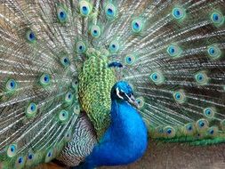 peacock is a bird with bright colorful plumage