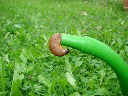 delicious Slug Snail