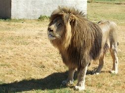 lion with a beautiful mane