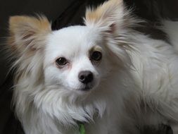 portrait of a white chihuahua