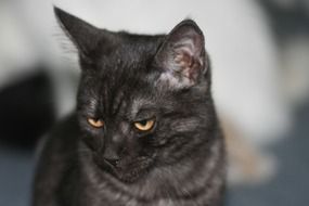 Close-up of the beautiful black cat with colorful eyes