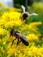 busy bees on yellow flowers