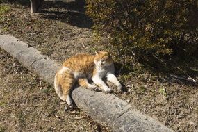 cat siesta on a sunny day