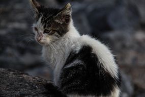 homeless street cat close-up on blurred background