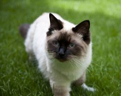 Brown Cat close-up on blurred background