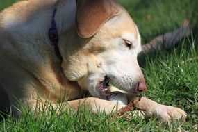 white labrador playing with ball
