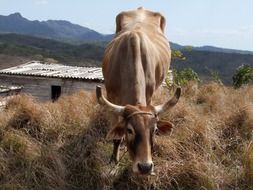 cow on an agricultural farm on a sunny day