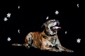 portrait of a dog on a black background