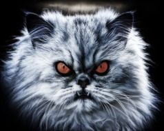 Diabolical grey Cat face closeup