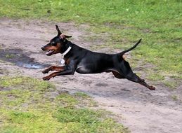 jumping miniature pinscher