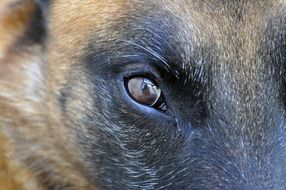 brown eye close up
