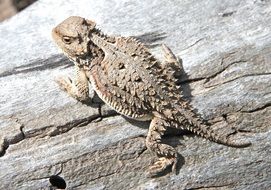 horned lizard