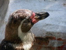 brown penguin at the zoo