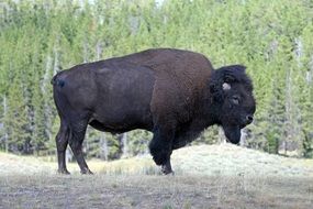 black bison on a background of green forest, usa, yellowstone national park