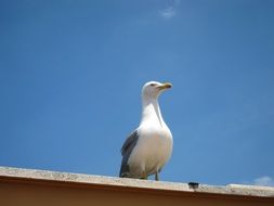 pleasing Seagull Bird Beak