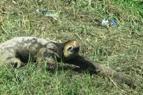 sloth lies on the green lawn