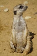 small funny meerkat