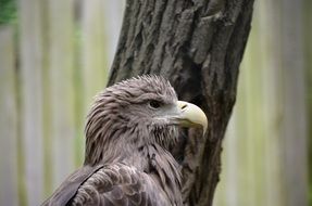 Adler Bird