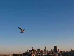 Seagull flying over the San Francisco city in the colorful sky