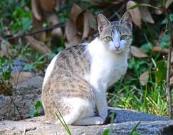 spotted cat on a stone in Sri Lanka
