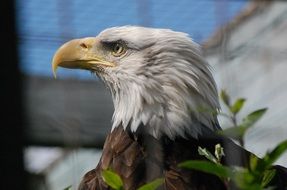 portrait of a bald eagle in cage