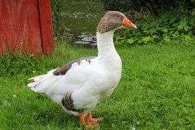 Goose on a spring field
