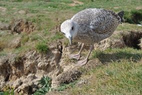 Landscape with Young Seagull