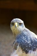 portrait of a raptor on a blurred background