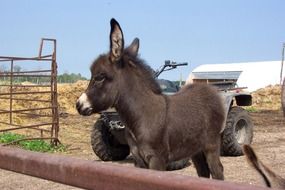 young brown donkey at the farm