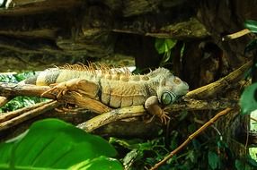 camouflaged iguana on the tree branch