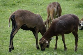 goats graze in a green meadow