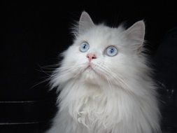 white persian cat with blue eyes