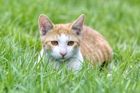 cat in the green grass in the park