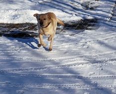 golden Labrador Dog Running on Snow