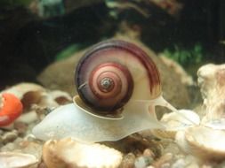 snail among plants in an aquarium