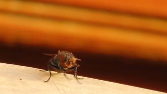 Housefly Fly