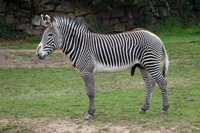 imperial zebra in the zoo