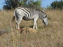 delicious Zebra Animal