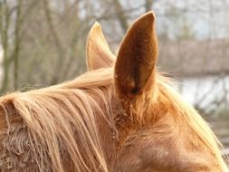 farm horse ears